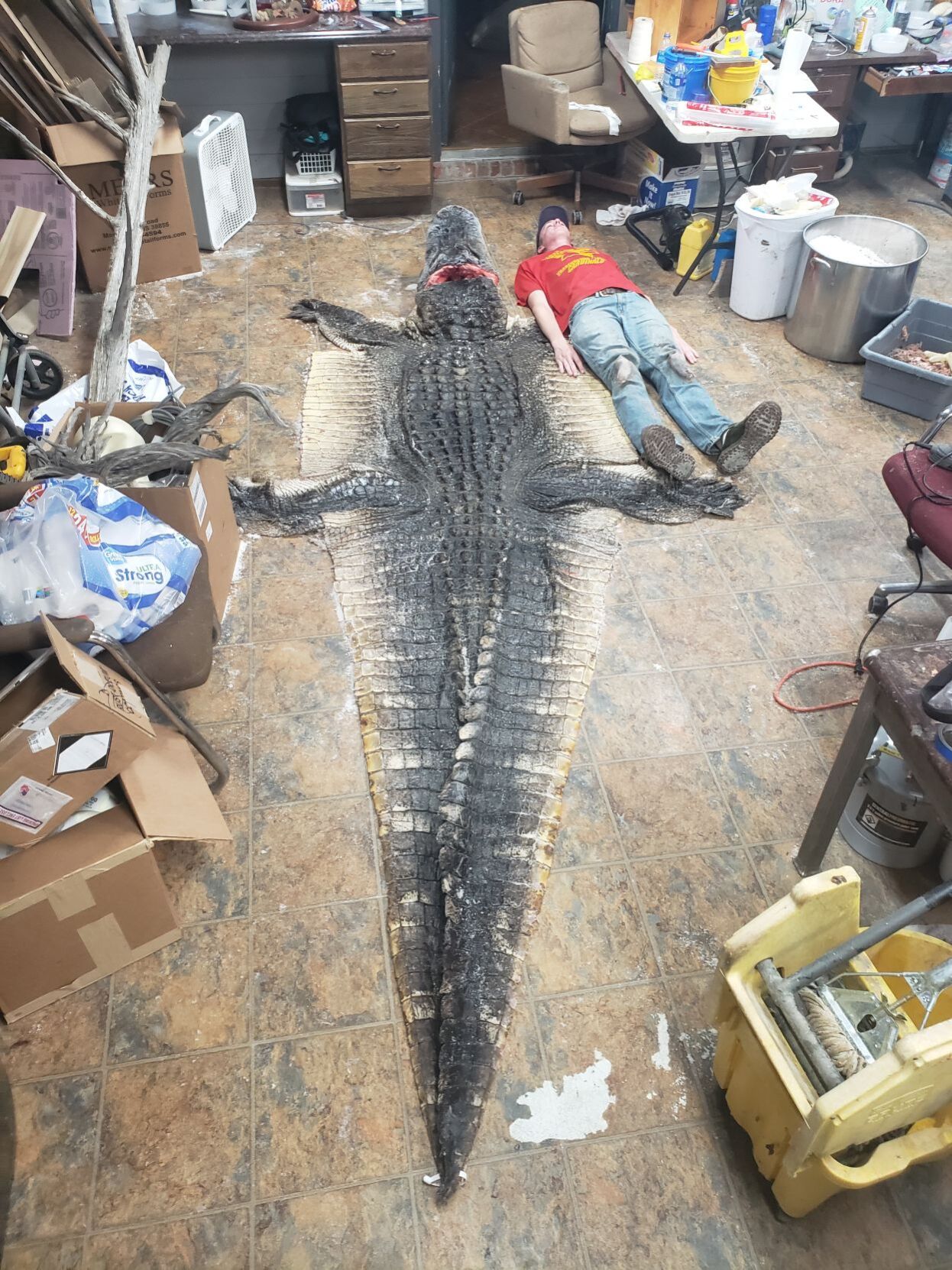 gator 2